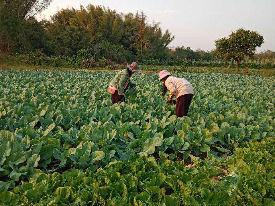 42.Women with Vegetable Production