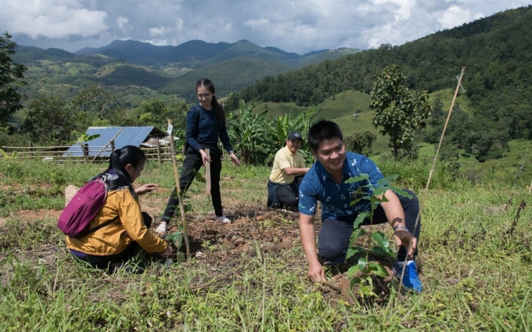Reforestation in Chiang Mai
