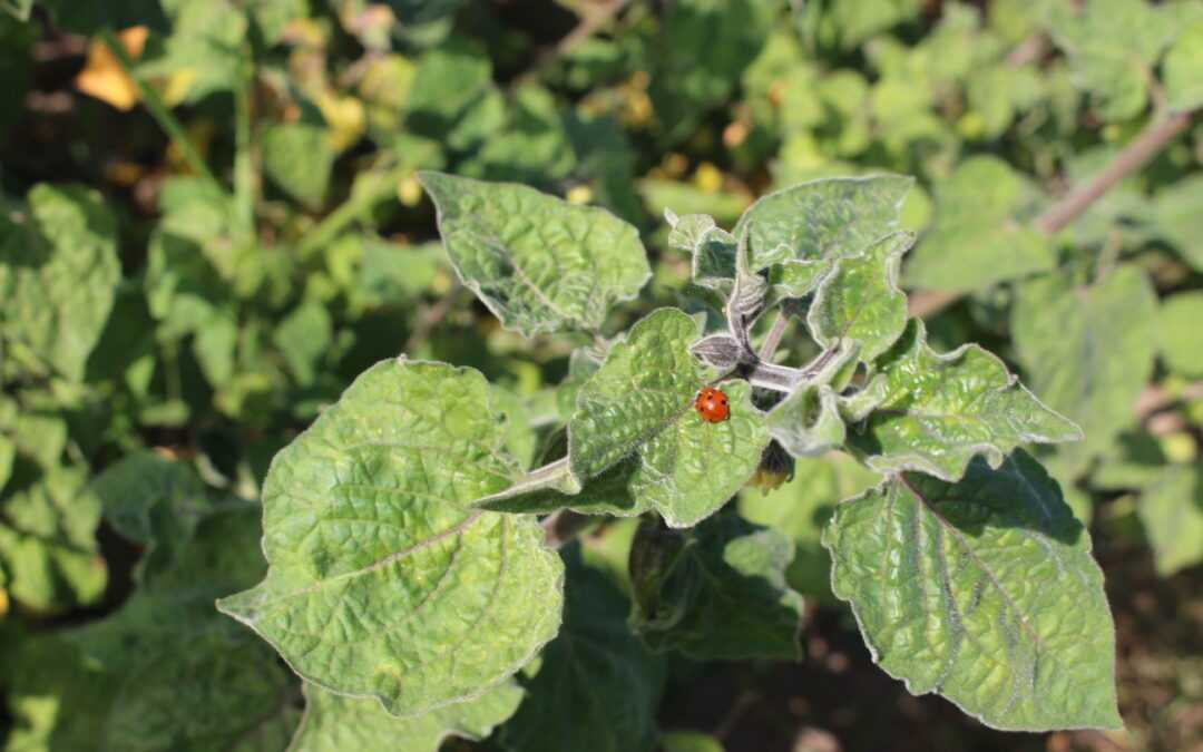 Community Farming: Bringing Urban Consumers Closer to Food Production