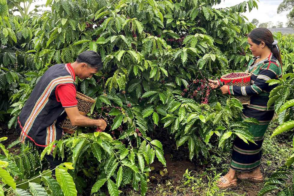 How Cambodia and Thailand are Transforming Their Food Systems